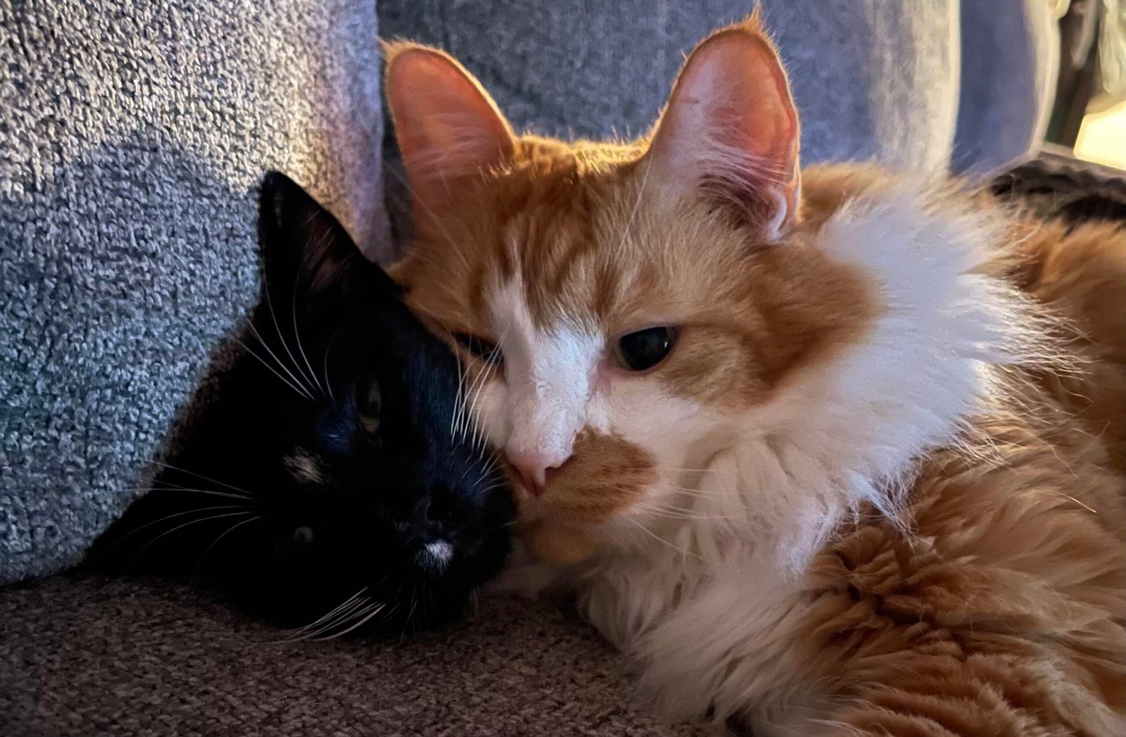 Black And Orange Cat