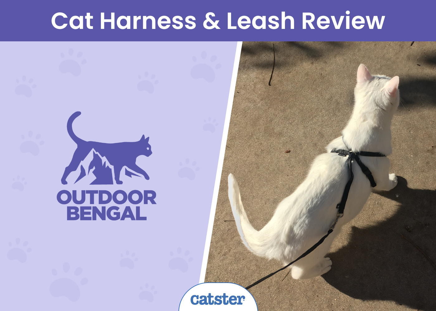 Blue Bengal Cat Review