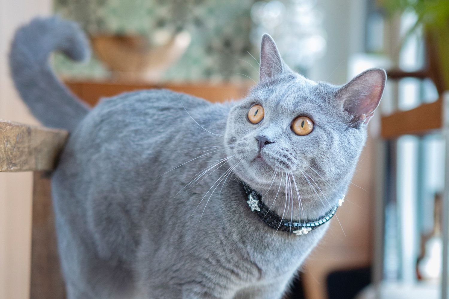 Blue Cats