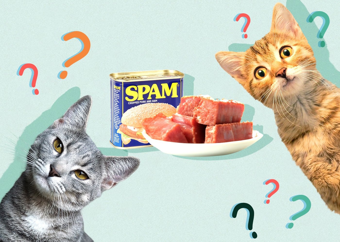Can a Cat Eat Spam