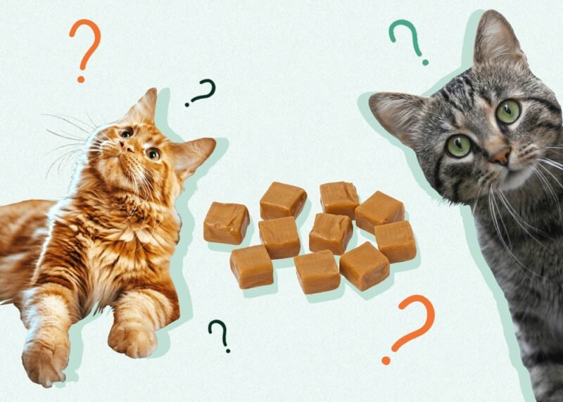 Can Cats Eat Caramel