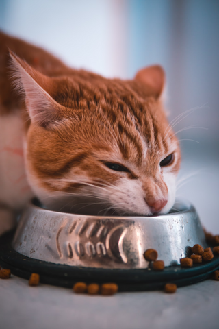 Can Cats With No Teeth Eat Dry Food