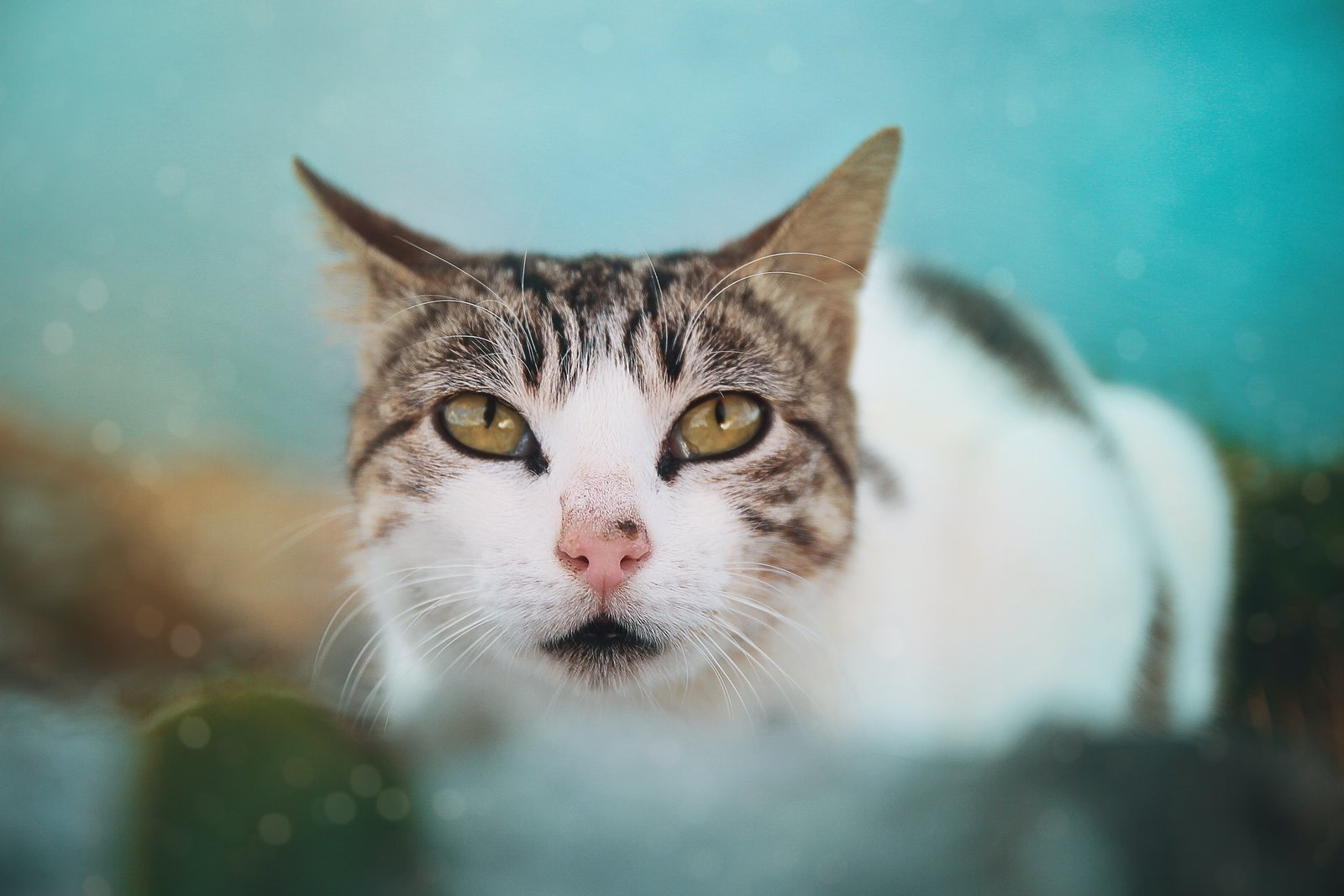 Can Cats Without Teeth Eat Dry Food