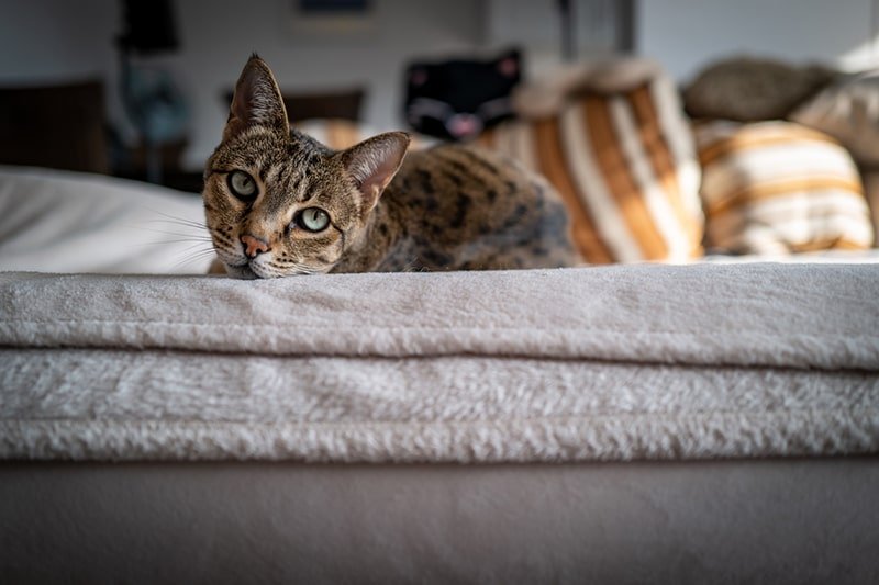 Cat Insurance Savannah Cats