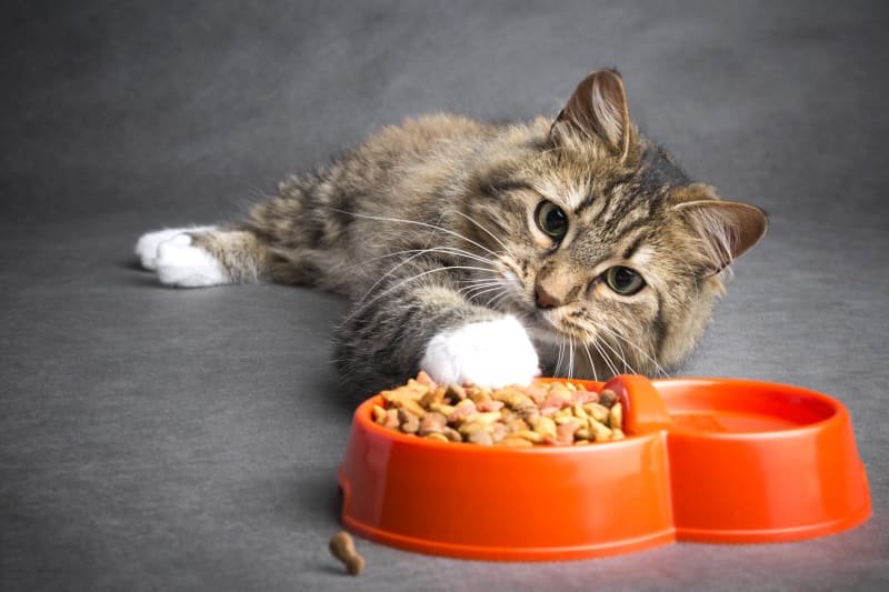 Cat With Leukemia Won'T Eat Anything
