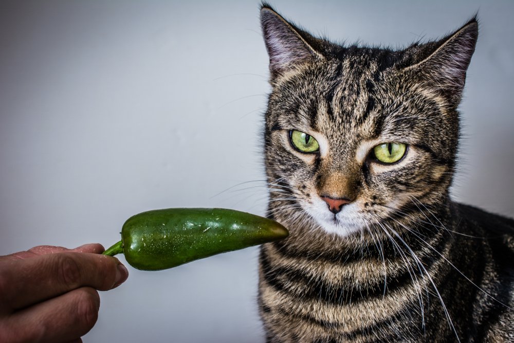 Do Cats Like Spicy Food