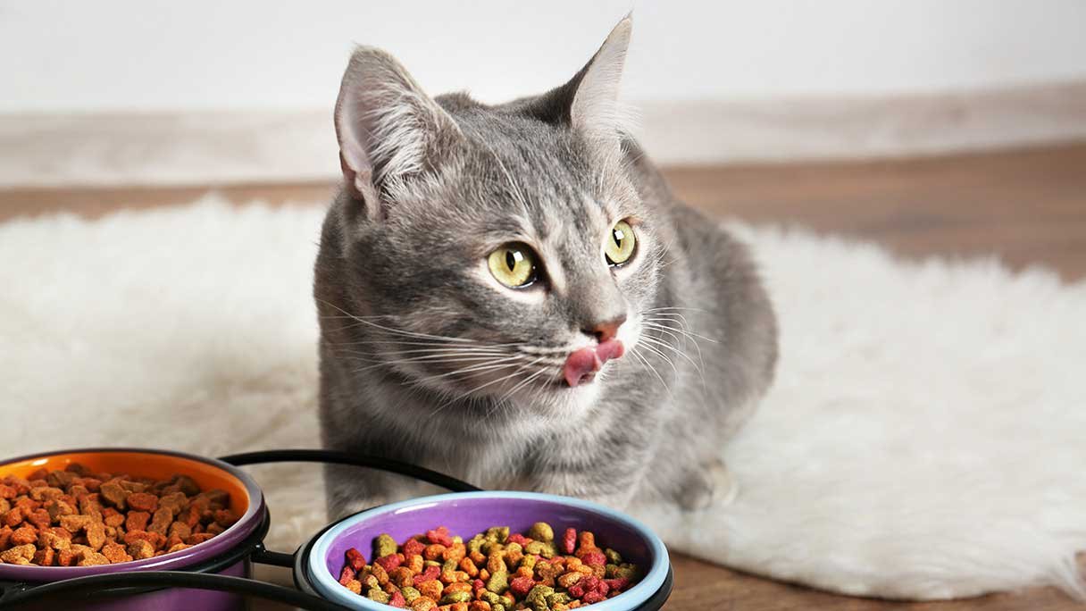 How Long is Dry Cat Food Good for