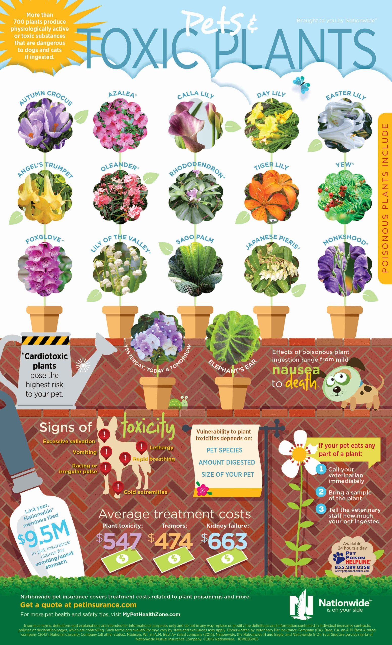 Toxic Plants For Cats And Dogs
