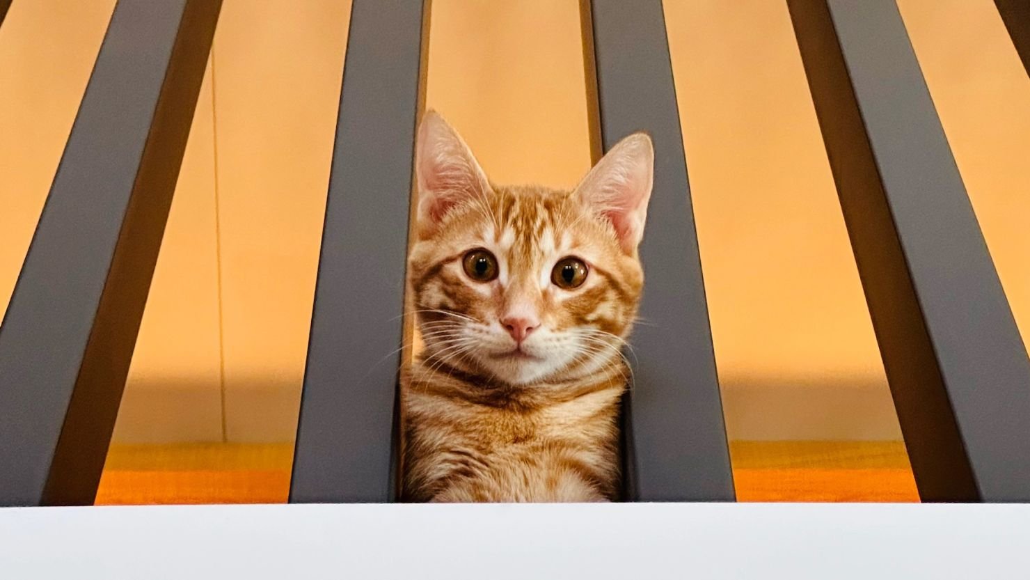 What My Cats Taught Me