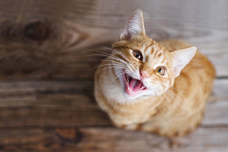 Why Does My Cat Yowl After Eating