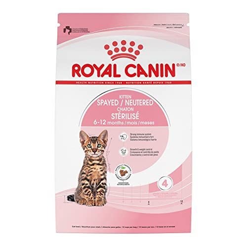 Best Cat Food for Bengal Kitten