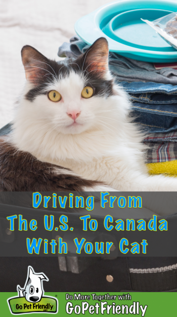 Can I Bring My Cat to Canada by Car