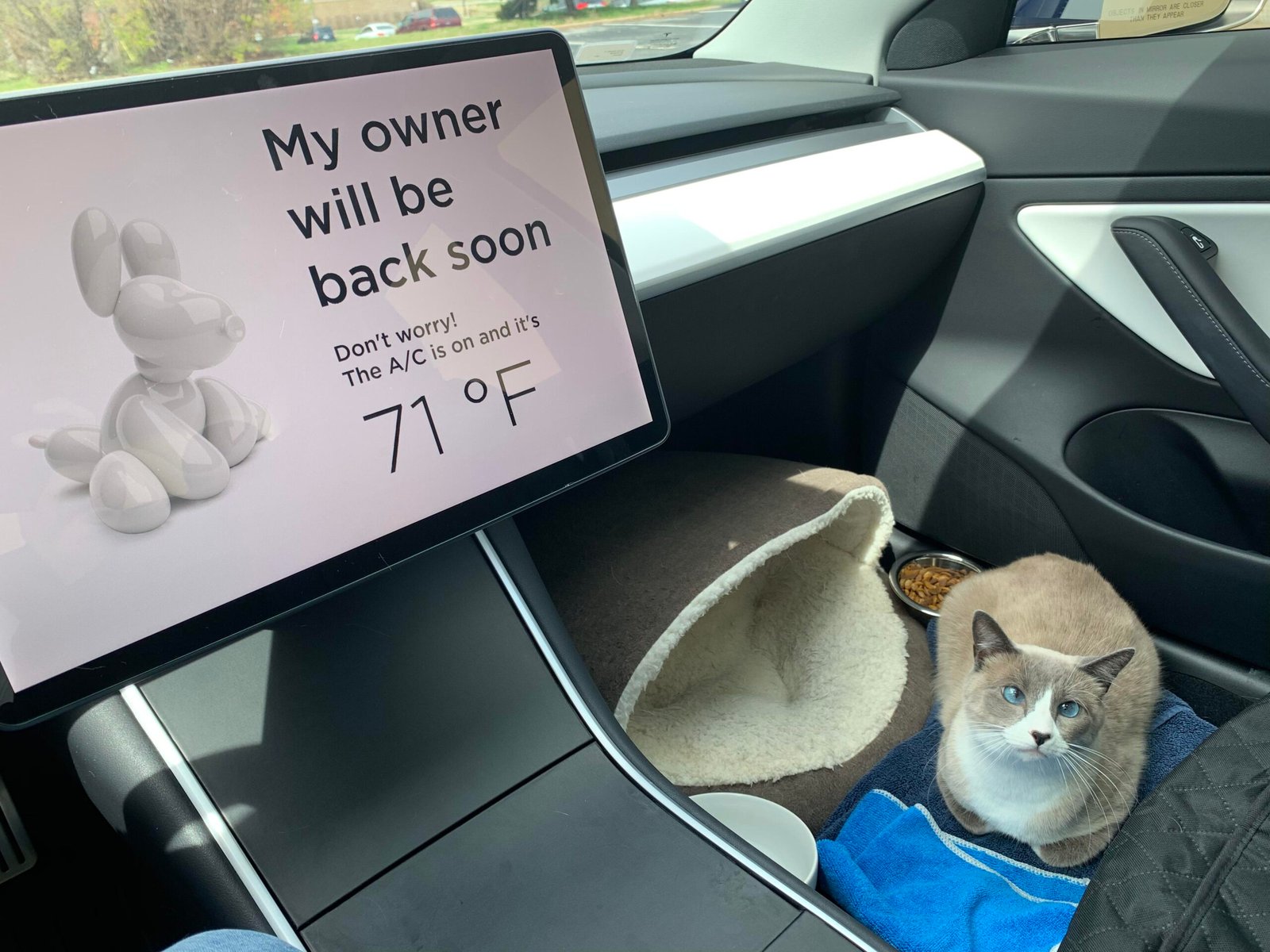 Do Cats Like Car Rides