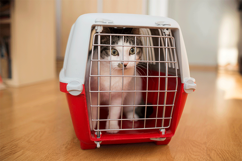 How to Calm a Cat in a Car
