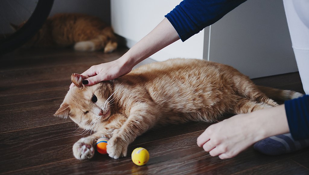 How to Care for a Blind Cat