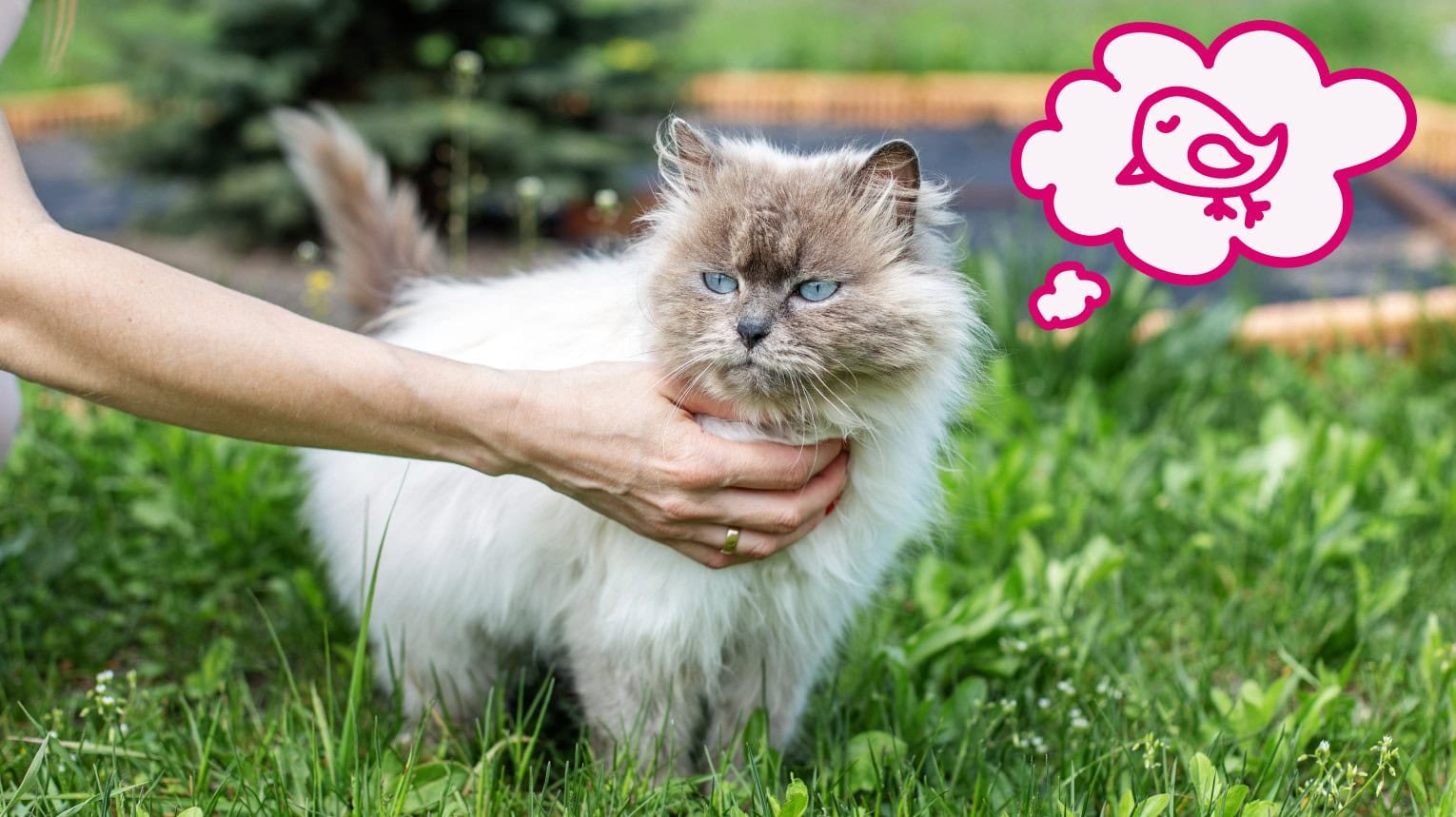 How to Care for an Outdoor Cat