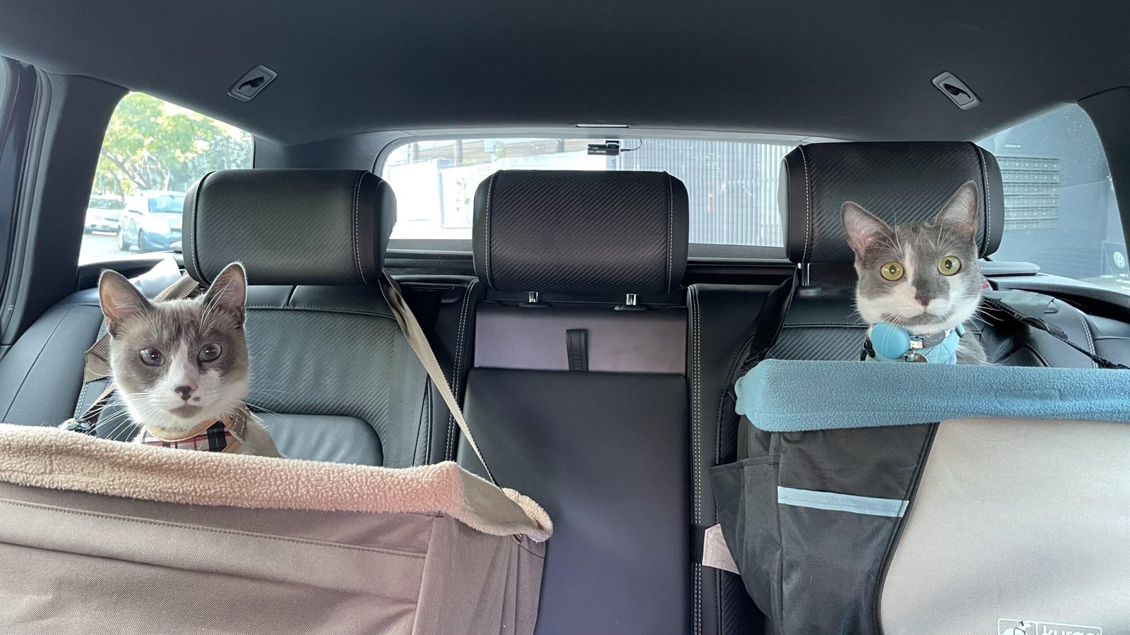How to Travel With Cats in a Car Long Distance