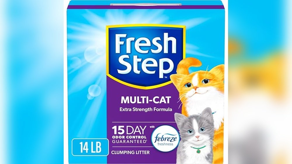 Best Cat Litter for Small Apartment