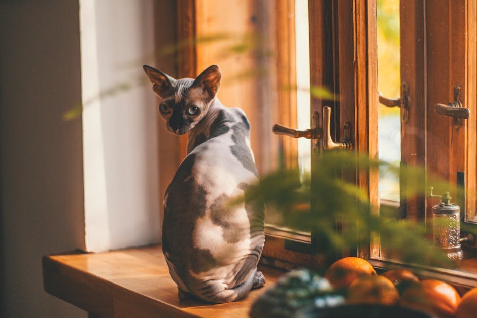 how to tell if a cat is pregnant